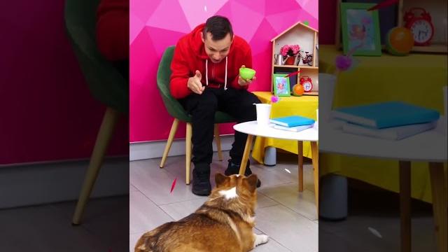Корги Альф выполняет команды Смешные видео про собак для детей #смешно #корги #собаки Корги Альф выполняет команды Смешные видео про собак для детей #смешно #корги #собаки