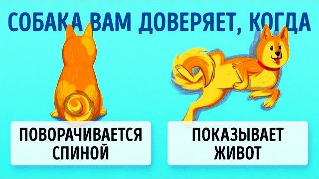 16 Приемов Для Тех, Кто Всегда Мечтал Понимать Собак 16 Приемов Для Тех, Кто Всегда Мечтал Понимать Собак