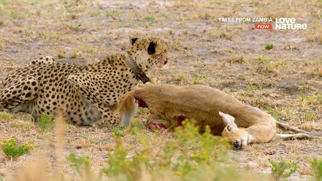 Африканские сады Эдема / Africa's Edens | 4K | Африканские сады Эдема / Africa's Edens | 4K |