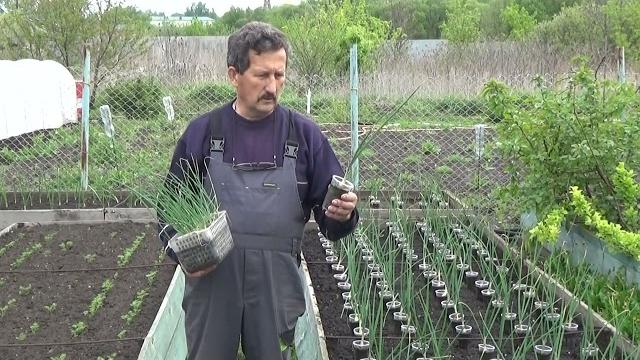 Выращивание лука Эксибишен и Кэнди через рассаду. Выращивание лука Эксибишен и Кэнди через рассаду.