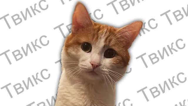 КОТА ВЫКИНУЛИ ИЗ ПОЕЗДА ! КОТА ВЫКИНУЛИ ИЗ ПОЕЗДА !