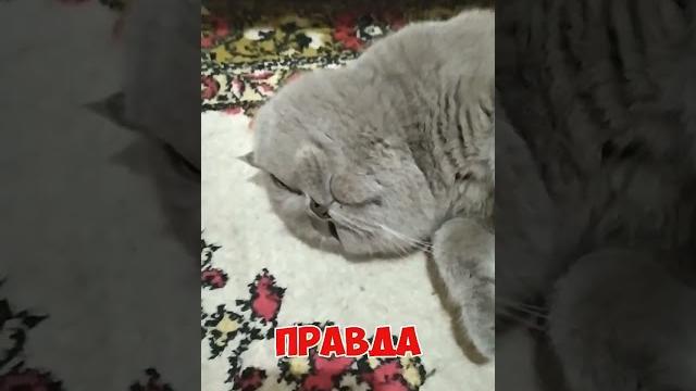 Настроение #юмор #приколы #кот Настроение #юмор #приколы #кот