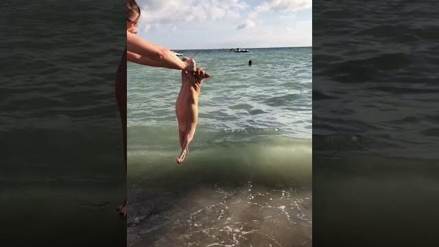 СФИНКС НА МОРЕ. ПРИКОЛЫ С ЖИВОТНЫМИ. ЗАБАВНЫЕ ПИТОМЦЫ. СМЕШНЫЕ КОТИКИ. ПРИКОЛЫ 2021. КОТИКИ. ЮМОР. СФИНКС НА МОРЕ. ПРИКОЛЫ С ЖИВОТНЫМИ. ЗАБАВНЫЕ ПИТОМЦЫ. СМЕШНЫЕ КОТИКИ. ПРИКОЛЫ 2021. КОТИКИ. ЮМОР.