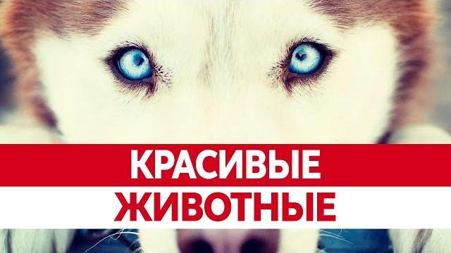 Самые КРАСИВЫЕ ЖИВОТНЫЕ мира. Красивый животный мир! Самые КРАСИВЫЕ ЖИВОТНЫЕ мира. Красивый животный мир!