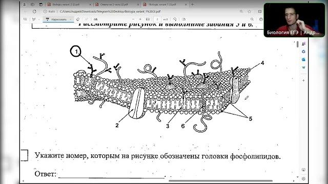Разбираем пробник от ФИПИ. ЕГЭ по биологии 2024 Разбираем пробник от ФИПИ. ЕГЭ по биологии 2024