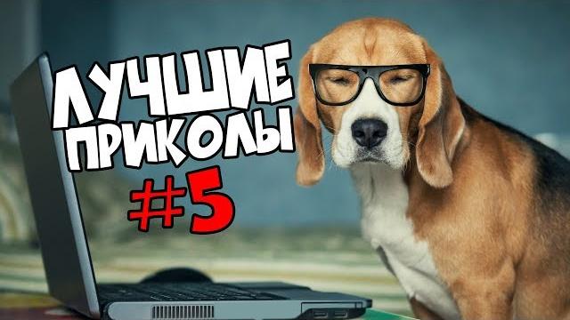 ПРИКОЛЫ #5 | ПОДБОРКА ПРИКОЛОВ | ЛУЧШИЕ ПРИКОЛЫ | ФЕЙЛЫ, РЖАКА | НЕ ДЕТСКИЕ ПРИКОЛЫ | ПРИКОЛЫ 2017 ПРИКОЛЫ #5 | ПОДБОРКА ПРИКОЛОВ | ЛУЧШИЕ ПРИКОЛЫ | ФЕЙЛЫ, РЖАКА | НЕ ДЕТСКИЕ ПРИКОЛЫ | ПРИКОЛЫ 2017
