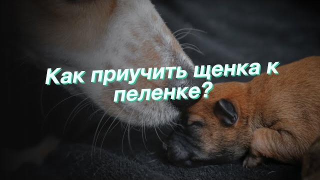 Как приучить щенка к пеленке? Как приучить щенка к пеленке?