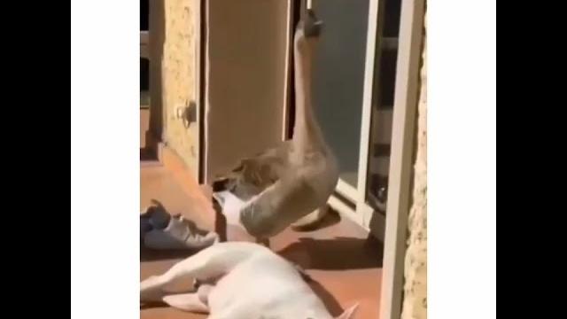 Господин Гусь. смешное видео Господин Гусь. смешное видео