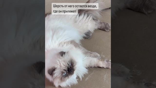 Скребок от шерсти #wb #полезное #лайфхак #обзор #видео #распаковка #озон #покупки #ребенок #мода Скребок от шерсти #wb #полезное #лайфхак #обзор #видео #распаковка #озон #покупки #ребенок #мода