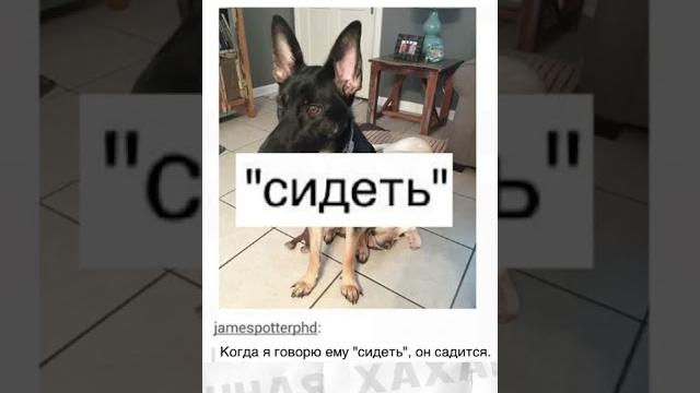 Лютые приколы и мемы #приколы #лютыеприколы #мемы2021 #юмор #озвучка Лютые приколы и мемы #приколы #лютыеприколы #мемы2021 #юмор #озвучка