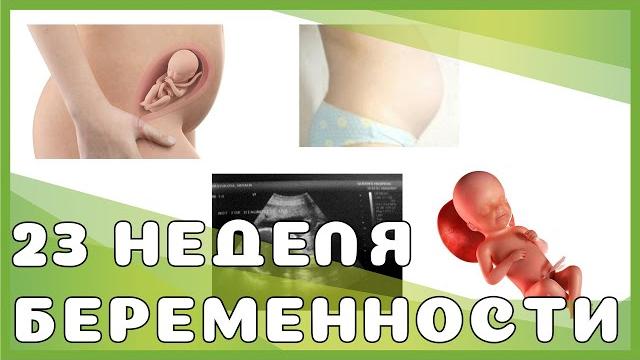 23 неделя беременности: изменения у мамы и малыша, ощущения, рекомендации, выделения, секс 23 неделя беременности: изменения у мамы и малыша, ощущения, рекомендации, выделения, секс