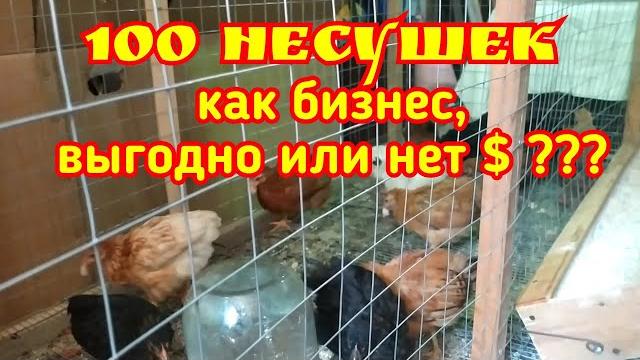100 несушек как бизнес, выгодно или нет. 100 несушек как бизнес, выгодно или нет.