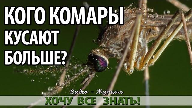 Почему комары кусают некоторых людей больше других! Почему комары кусают некоторых людей больше других!