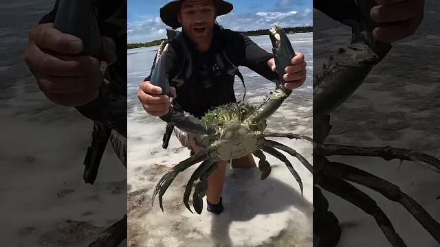 GIANT MUDCRAB barehanded catch for ISLAND SURVIVAL GIANT MUDCRAB barehanded catch for ISLAND SURVIVAL
