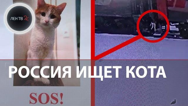 Проводница РЖД выкинула домашнего кота Твикса из поезда Проводница РЖД выкинула домашнего кота Твикса из поезда