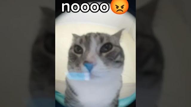 можно ли материться в садике можно ли материться в садике