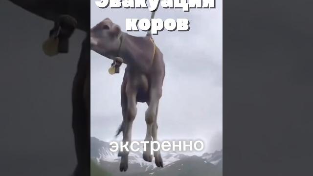 Эвакуация коров в Швейцарии.#новости#юмор#коровы Эвакуация коров в Швейцарии.#новости#юмор#коровы