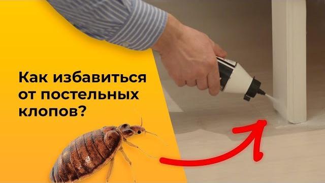 Как избавиться от клопов средством ГЕКТОР (GEKTOR) Как избавиться от клопов средством ГЕКТОР (GEKTOR)