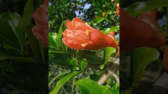 Как цветет ГРАНАТ. Гранат. Цветы граната.#short Как цветет ГРАНАТ. Гранат. Цветы граната.#short