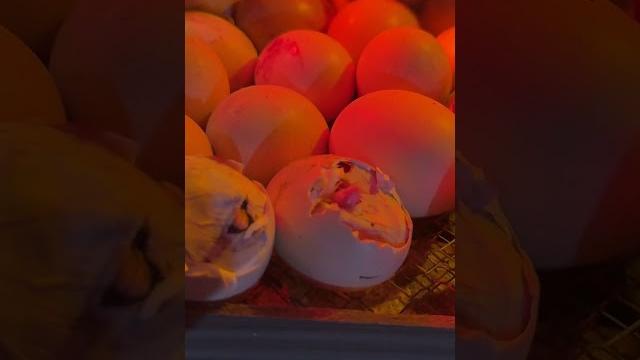 rare moment - many crack eggs about to hatch rare moment - many crack eggs about to hatch