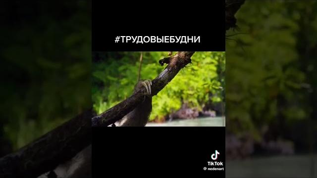 #ленивец #прикол #ленивец #прикол
