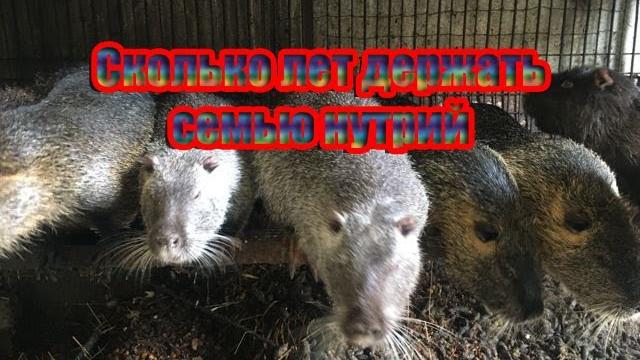 СКОЛЬКО ЛЕТ ДЕРЖАТЬ СЕМЬЮ НУТРИЙ. Моё мнение!!! СКОЛЬКО ЛЕТ ДЕРЖАТЬ СЕМЬЮ НУТРИЙ. Моё мнение!!!