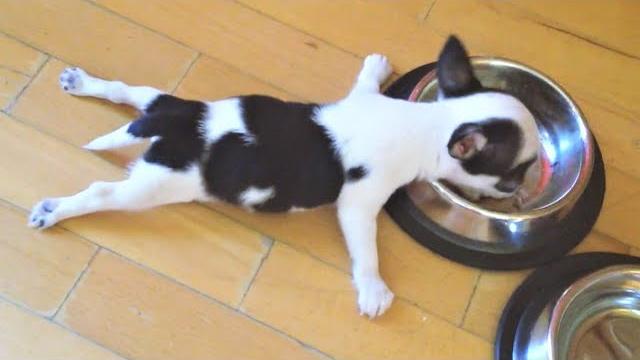 САМЫЕ СМЕШНЫЕ ЖИВОТНЫЕ / ПРИКОЛЫ С КОТАМИ И СОБАКАМИ 2021 #2 САМЫЕ СМЕШНЫЕ ЖИВОТНЫЕ / ПРИКОЛЫ С КОТАМИ И СОБАКАМИ 2021 #2