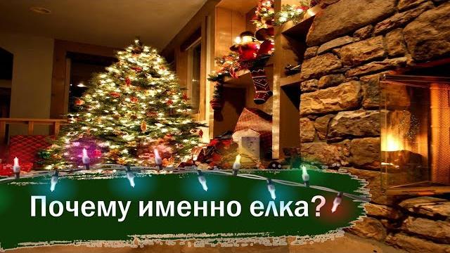 Почему на новый год ставят елку? Почему на новый год ставят елку?