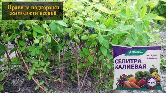 Подкормка жимолости весной Подкормка жимолости весной