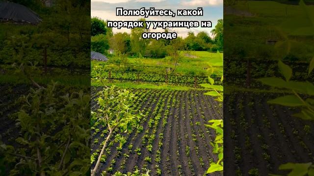 Огород - лицо украинской хозяйки. Все в идеальном порядке бо що ж сусіди скажуть В россии такого нет Огород - лицо украинской хозяйки. Все в идеальном порядке бо що ж сусіди скажуть В россии такого нет