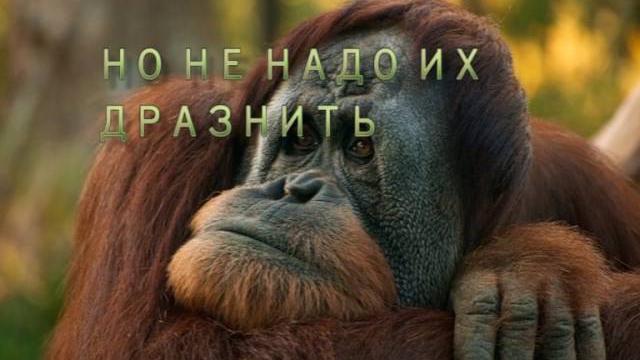 Видео о приматах Видео о приматах
