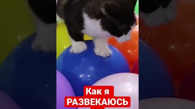 Кот в шоке!Шарики шатают!яразвлекаемся #животные #приколы #animals #смешныекошки #shorts Кот в шоке!Шарики шатают!яразвлекаемся #животные #приколы #animals #смешныекошки #shorts