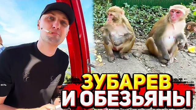 Зубарев ирл стрим по острову обезьян в Китае Зубарев ирл стрим по острову обезьян в Китае