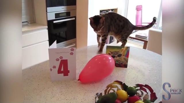 КОШКИ И ШАРИКИ 2018 СУПЕР СМЕШНО КОШКИ И ШАРИКИ 2018 СУПЕР СМЕШНО