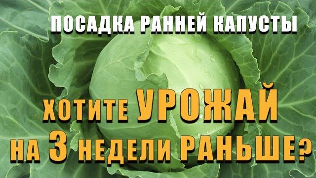 ПОСАДКА РАННЕЙ КАПУСТЫ. Способ при котором вы получите урожай раньше на 2-3 недели чем у всех! ПОСАДКА РАННЕЙ КАПУСТЫ. Способ при котором вы получите урожай раньше на 2-3 недели чем у всех!