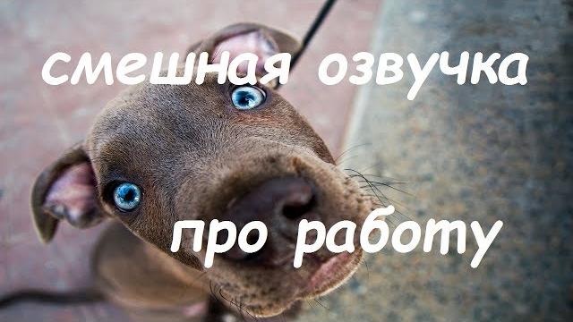 Смешная озвучка животных про работу Смешная озвучка животных про работу