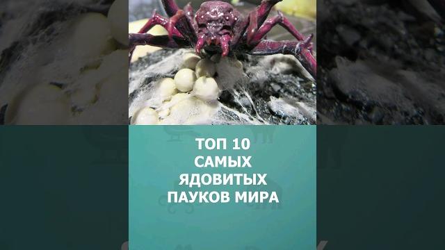 Топ 10 самых ядовитых пауков мира #пауки #топ10 #комарик #интересное #шортс #ядовитыепауки Топ 10 самых ядовитых пауков мира #пауки #топ10 #комарик #интересное #шортс #ядовитыепауки