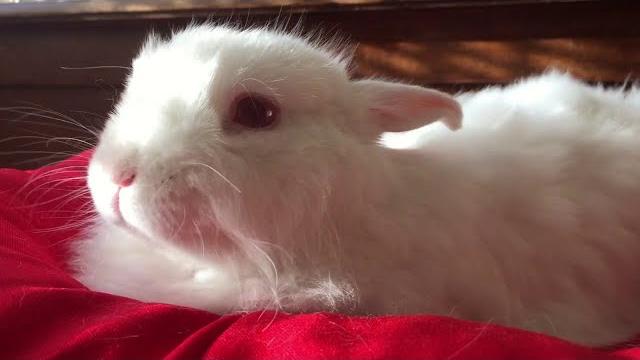 Голос кролика / The rabbit's voice Голос кролика / The rabbit's voice