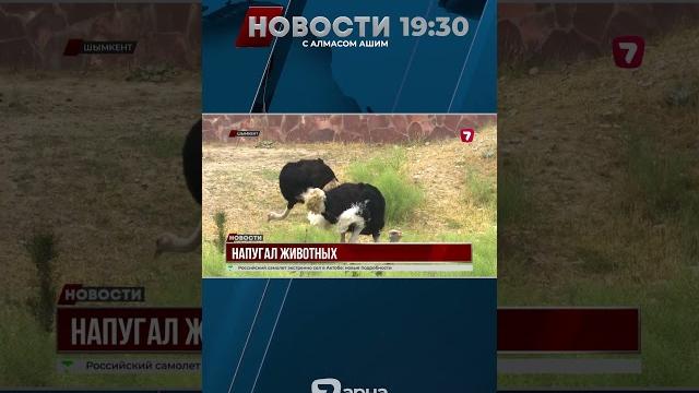 В Шымкенте 17-летний хулиган напугал животных в зоопарке, ударив страуса и нарушив правила В Шымкенте 17-летний хулиган напугал животных в зоопарке, ударив страуса и нарушив правила