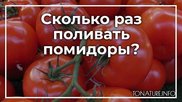 Сколько раз поливать помидоры? | toNature.Info Сколько раз поливать помидоры? | toNature.Info