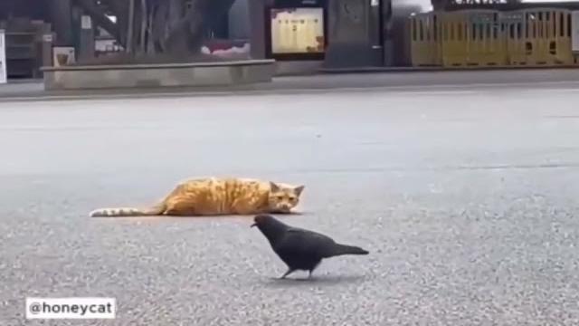 Скорость реакции кошек потрясает! Скорость реакции кошек потрясает!