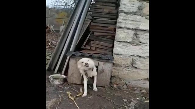 Приколы с животными!!! Приколы тик ток 2021! Приколы с животными!!! Приколы тик ток 2021!