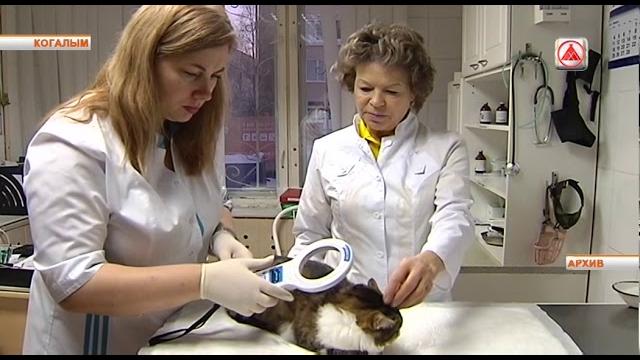 Чипирование собак Чипирование собак