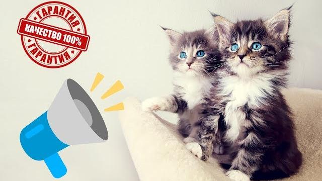 МЯУКАНЬЕ КОШЕК И КОТЯТ Приятные звуки для кошек МЯУКАНЬЕ КОШЕК И КОТЯТ Приятные звуки для кошек
