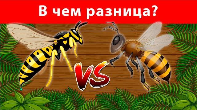 Пчела и Оса - В ЧЕМ РАЗНИЦА??? - Факты про пчел Пчела и Оса - В ЧЕМ РАЗНИЦА??? - Факты про пчел