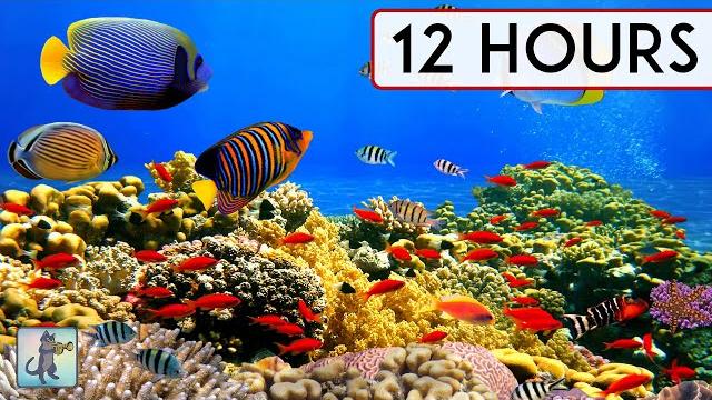 BEAUTIFUL CORAL REEF AQUARIUM COLLECTION • 12 HOURS • BEST RELAX MUSIC • SLEEP MUSIC • 1080p HD BEAUTIFUL CORAL REEF AQUARIUM COLLECTION • 12 HOURS • BEST RELAX MUSIC • SLEEP MUSIC • 1080p HD