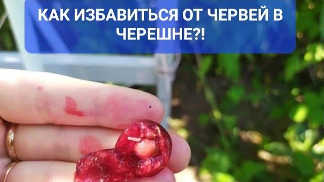 Вся черешня червивая? что делать? Вся черешня червивая? что делать?