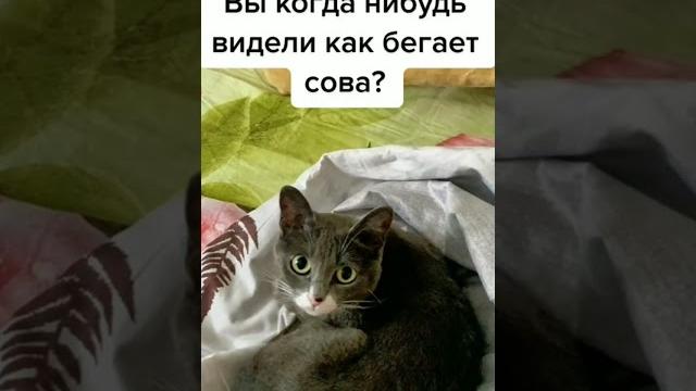 Как бегает сова Как бегает сова