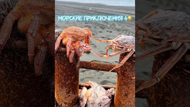 Морские приключения 4Любовь существует️#юмор #морскоймир #камчатскийкрай #охотскоеморе #shots Морские приключения 4Любовь существует️#юмор #морскоймир #камчатскийкрай #охотскоеморе #shots
