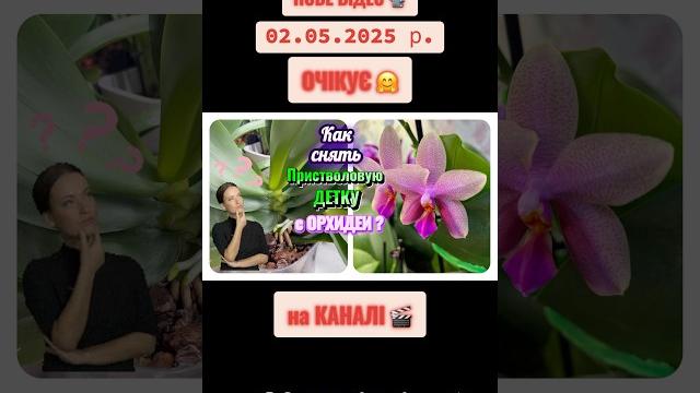 #shorts #video #shortvideo #shortsvideo #short #flowers #orchids #orquideas #diy #plants #орхідеї #shorts #video #shortvideo #shortsvideo #short #flowers #orchids #orquideas #diy #plants #орхідеї